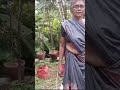 സീമക്കൊന്ന പപ്പായചപ്പ് കറ്റാർവാഴ കഞ്ഞി വെള്ളം ഇവ കൊണ്ടൊരു കീടനാശിനി gardening farming vlog