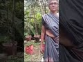 സീമക്കൊന്ന പപ്പായചപ്പ് കറ്റാർവാഴ കഞ്ഞി വെള്ളം ഇവ കൊണ്ടൊരു കീടനാശിനി gardening farming vlog