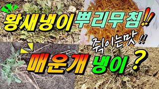 황새냉이 뿌리무침 냉이종류,매운개냉이,황새냉이 좁쌀냉이 구별법(2회)