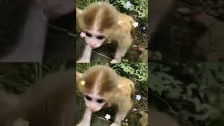 Monkeys, Baby monkey videos   BeeLee Monkey Fans #Shorts EP889