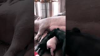 Nursing Piglets Fight Over Nipple | SATX Pet Pigs