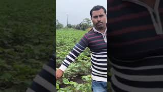 कपाशी पिकातील गळफांदी कशी ओळखावी व त्याची छाटणी कशी करावी... #nature #agri #Cotton #farmer #new