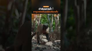 เจ้าลิงจอมฉลาด หาขุมทรัพย์ | สารคดี Wild Latem