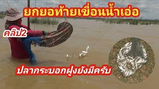 ยกยอน้ำเอ่อท้าย#เขื่อนป่าสัก#ปลากระบอกยังมีครับ#คลิป2#catchingfish#fishing #thailand #Part2#Ep725