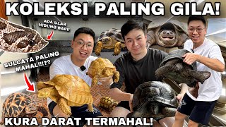 GREBEK KOLEKSI KURA-KURA MILIARAN DAN REPTIL SULTAN! ADA SULCATA ALBINO DAN ALDABRA TANPA EKOR!