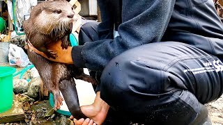 Squeezing an otter's body [Otter life Day 460]