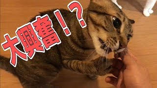 【酒乱】またたびの原木を手に入れたので猫にあげてみた！！