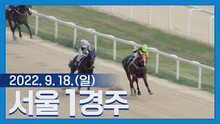 (서울) 22.09.18 1R 2세 암말들 피 튀기네~ 인기①위 마에스트라 VS 인기⑦위 유니콘히트