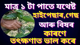 ইয়াৰ ১ টা মাত্ৰ পাতে আপোনাক ৬০ বছৰটো ২৫ বছৰীয়া যেন লাগিব ।।Benefits of nefafu ||