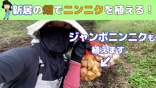 【群馬県桐生市に移住します】新居の畑大公開！ニンニク\u0026ジャンボニンニクを植えました！#農業　#農業ガール #移住　#田舎暮らし　#自然栽培