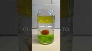 Easy simple science experiments for school students| DIY | density of liquids test #scienceproject