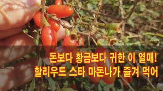 돈보다 황금보다 귀한 이 열매! 할리우드 스타 마돈나가 즐겨 먹어