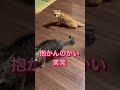 やっぱ好きやねん最後に衝撃的な結末が・・・ cat japanesecat 保護猫 癒し かわいい ねこ