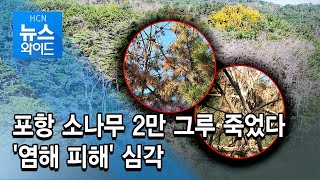 포항 소나무 2만 그루 죽었다.. '염해 피해' 심각 / HCN 경북방송