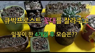 [다육식물_다육이] 쪼꼬미 다육맘네, 1세대 잎꽂이 성장일기(석연화, 퍼플딜라이트, 큐빅프로스트) [life, succulent plants]