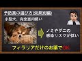 【犬の予防薬】犬の予防薬、結局どれがオススメ？獣医が解説！