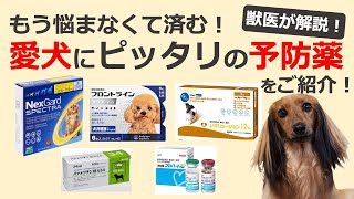 【犬の予防薬】犬の予防薬、結局どれがオススメ？獣医が解説！