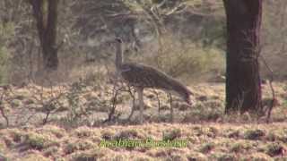 Birds of Ethiopia