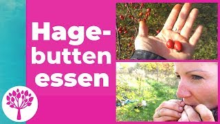 Hagebutten roh essen | Vitaminreiches Hagebuttenmus | Hagebuttenpulver selbst herstellen |