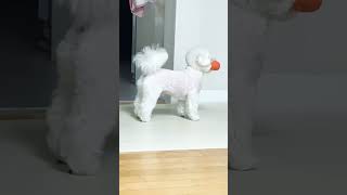 공놀이하다 간식을 본 코코의 반응😆 공 냅다 던지기😆😅 #미니비숑 #강아지 #puppy #cute #cutedog #강아지일상 #pets