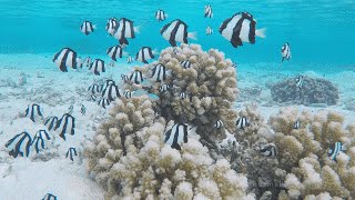 Fish Chirping And Talking: HD 1080 Tropical Ocean Lagoon