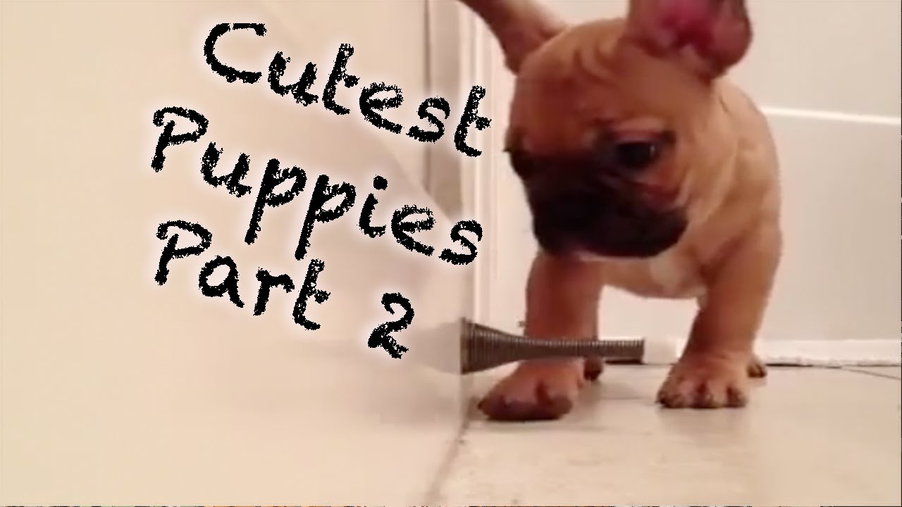 Cutest Puppies Compilation Part 2 Youtube