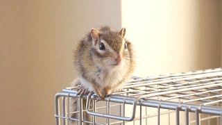 ケージの上からリス部屋を監視するシマリス/Funniest Chipmunk Video #Shorts