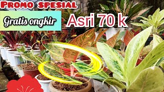 PROMO GRATIS ONGKIR ‼️ AGLONEMA KOLEKSIAN DAN ROMOSAN HARGA SUPER MURAH♥️♥️ LENGKAP DAN TERJANGKAU