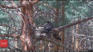 Orzełek włochaty Sierra de Guadarrama, Hiszpania -   dostawa dla młodego 2020 08 30