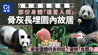 熊貓安安離世｜佳佳六年前長眠　部分遺體捐研究　骨灰埋園內故居 ︳01新聞