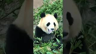 【ジャイアントパンダ】笹に埋もれて食べるパンダ #アドベンチャーワールド#笹#ジャイアントパンダ#PANDA LOVE