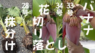 令和6年9月27日33号34号花切り落としと28号株分け／バナナの芯と花蕾のスープ ແກງກະດູຫມູໃສ່ປີກ້ວຍແລະຢວກກ້ວຍ　鉢植え　ドワーフナムワ