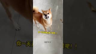 当狗子上沙发被我发现时！ #狗：玩不起就不要玩 #柴犬 #萌宠出道计划 #狗狗的心思都写在脸上了 #我不是人但你是真狗 #萌宠出道计划 #柴犬 #pets #狗狗的心思都写在脸上了 #dog