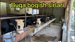 Buqa boqish sirlari arzon uslubda koʻringlar va baho beringlar obuna boʻlishni unutmang