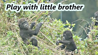 Two little gorillas's playful day / Jabali and Ringo / 兩隻愛玩嬉戲的小金剛猩猩