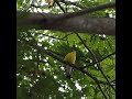 Yellow-rumped Flycatcher