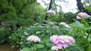 桂木観音の紫陽花 2013 06 14 埼玉県入間郡毛呂山町桂木観音