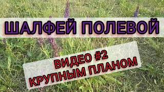 ШАЛФЕЙ ПОЛЕВОЙ. Видеоролик #2, снят КРУПНЫМ ПЛАНОМ (+ репеллент от комаров).