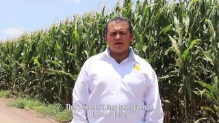 Growing Corn with Drip in Mexico: Netafim Customer Testimonial