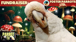 Enchanted Forest | Cozy Calming Zen Cottagecore Ambience for Birds | Parrot TV for Your Bird Room🍄