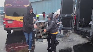 66 cats and dogs airlifted to Delaware, rescued from Florida following Hurricane Ian
