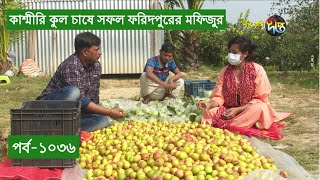 Deepto Krishi/দীপ্ত কৃষি - কাশ্মীরি কুল চাষে সফল ফরিদপুরের মফিজুর | deepto tv