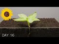 Sunflower Growth: From Seed to Bloom