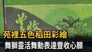 苑裡五色稻田彩繪　舞獅靈活舞動表達豐收心願－民視新聞