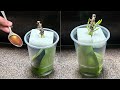 This Magical New Way Makes an Orchid Revive Instantly