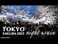 Tokyo Cherry Blossom in Ueno Park at Night 【上野公園】| #explorejapan #japan #4k