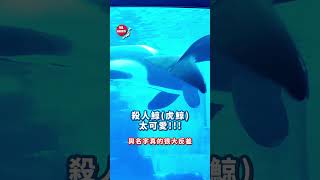 【名古屋港水族館_全日本最大型】日本水族館，可能大家都會想起沖繩，但其實全日本最有名、最大型的水族館是來自名古屋！！！你會想來看嗎，留言告訴我！