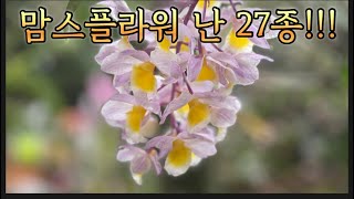 맘스플라워 싱그러운 난 27종