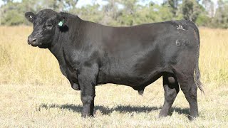 LOT 12 - ANGUS - JK CATTLE CO TALKING POINT T624