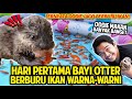 HARI PERTAMA ODDIE SI BAYI BERANG-BERANG BERBURU IKAN WARNA-WARNI! OTTER KECIL UDAH PINTAR BERBURU!